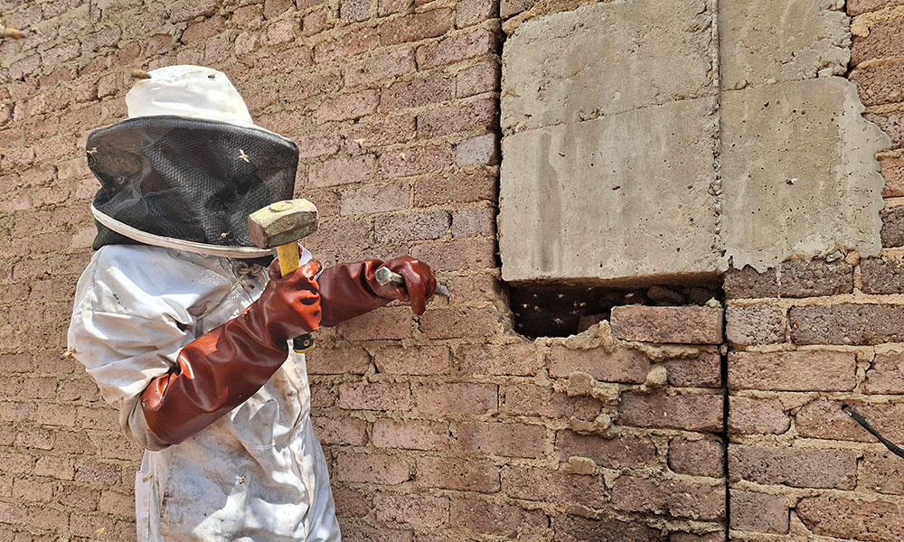 beekeeper breaking hole through wall to remove bees