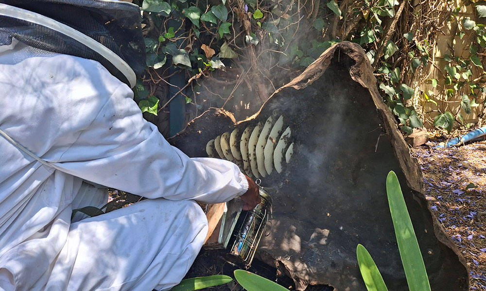Bee nest removal from an artificial rock