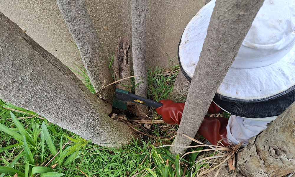 Beekeeper opening a hollow tree trunk during bee removal in Boksburg