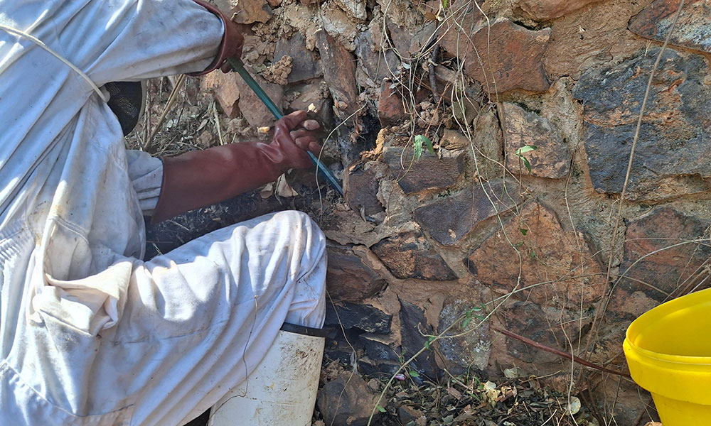 Beekeeper opening a stone wall to reach a bee colony in Boksburg