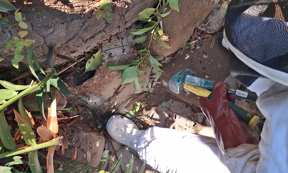 Beekeeper removing a bee colony from an artificial rock in Wierdapark, Centurion