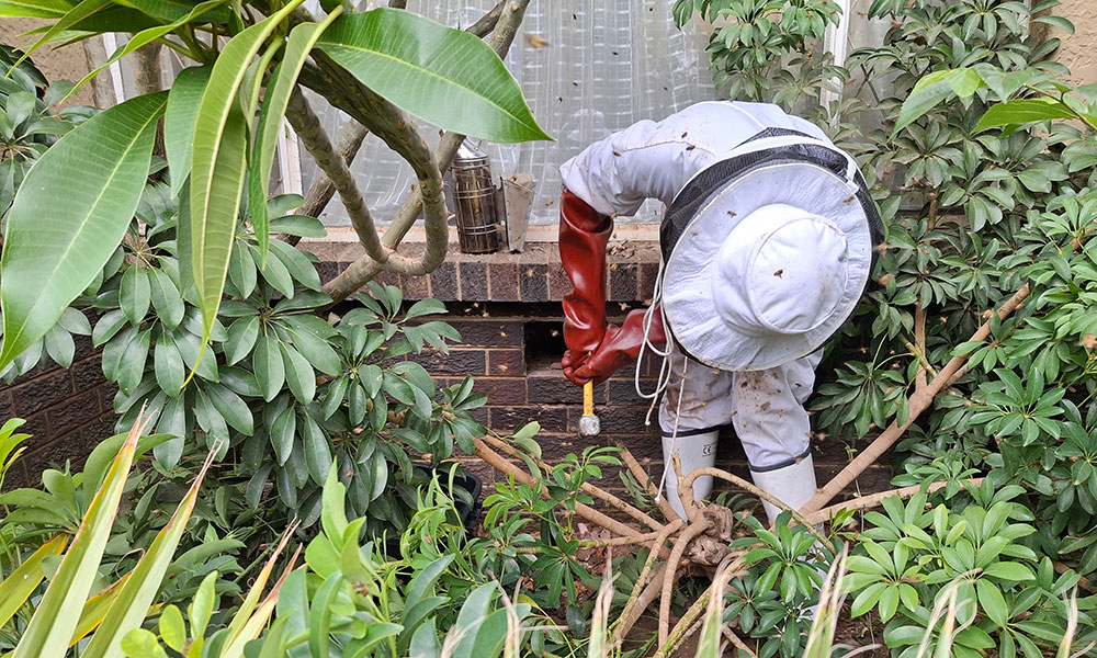 Beekeeper removing bees and honeycomb from an air brick in Parkhurst, Johannesburg