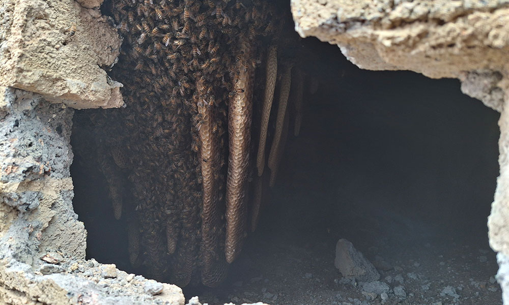 Exposed honeycomb and bees inside a wall cavity in Kempton Park