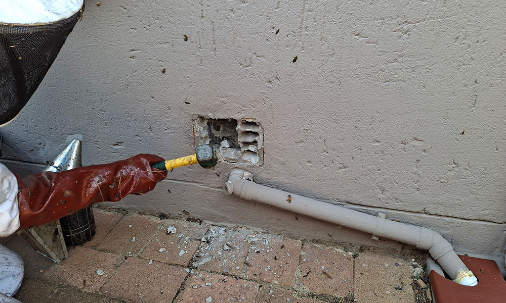 Beekeeper opening an air brick to access a bee colony in Kempton Park