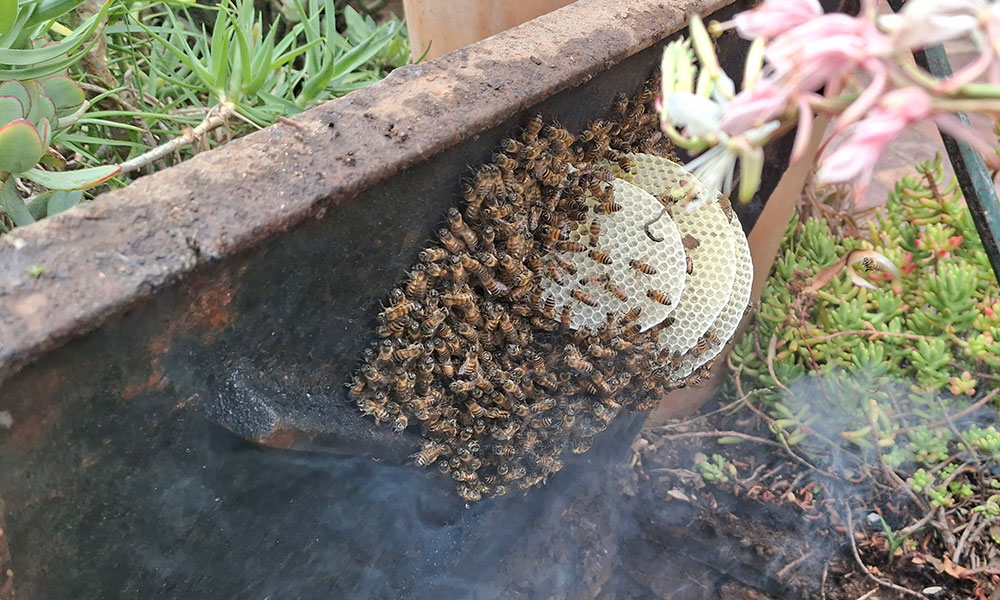 Bee removal from a manhole