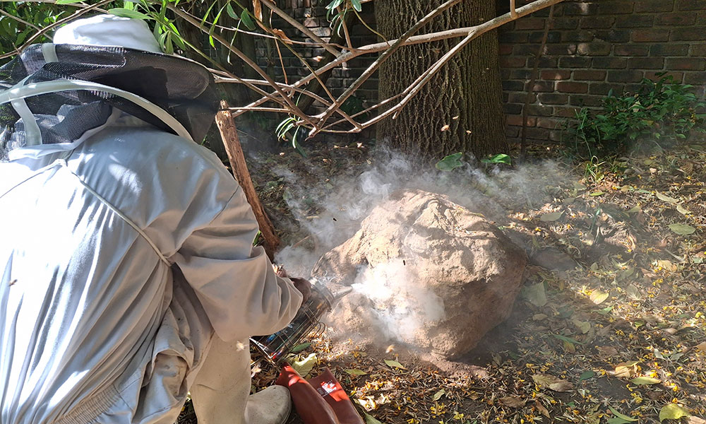 Beekeeper removing bees and honeycomb from an artificial rock in Noordwyk, Midrand