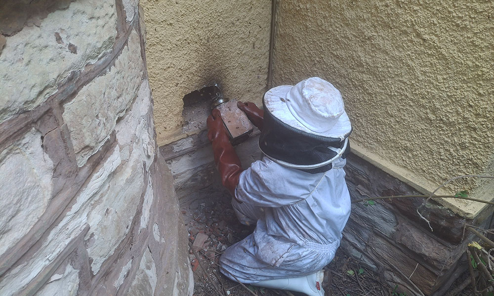 Beekeeper removing a bee colony from an air brick in Carlswald, Midrand