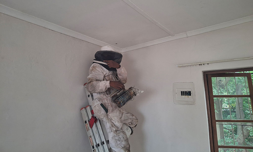 Beekeeper removing bees from a ceiling in Vorna Valley, Midrand