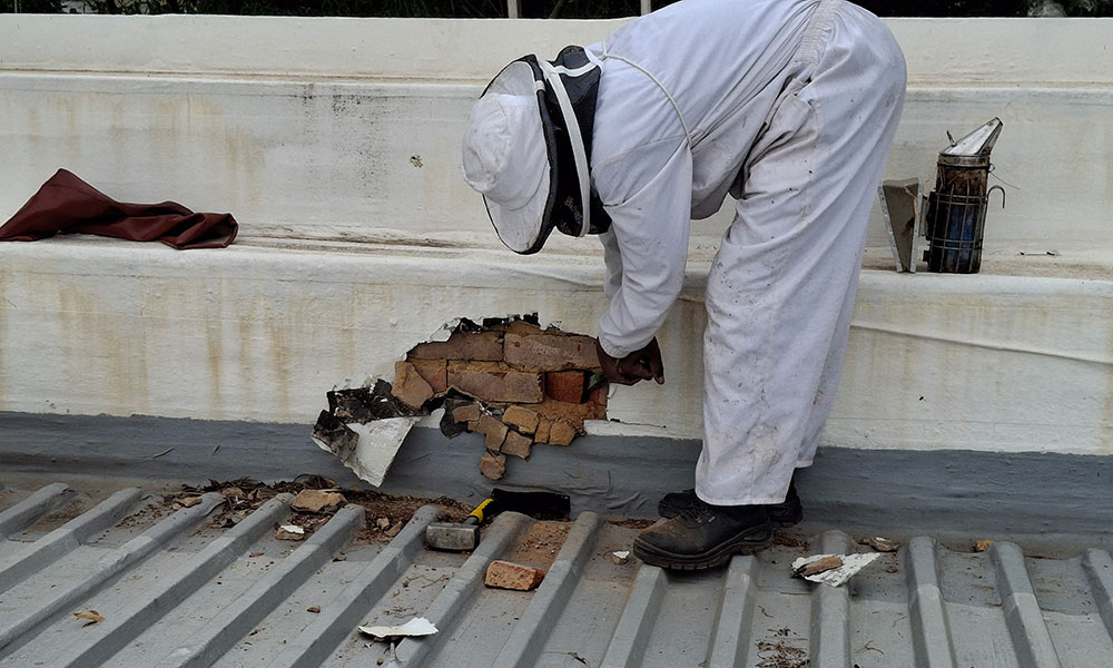 Beekeeper removing bees and honeycomb from a wall in Weltevreden Park, Roodepoort