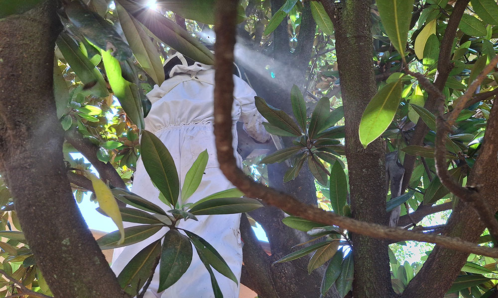 Beekeeper removing a bee colony from a tree in Constantia Kloof, Roodepoort