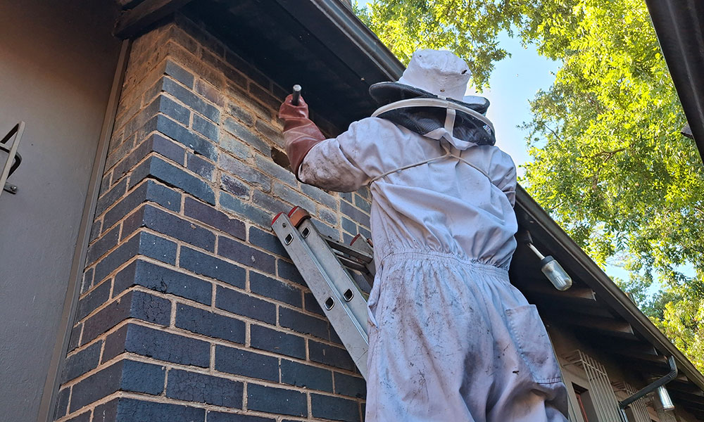 Beekeeper removing bees from a chimney in Helderkruin, Roodepoort