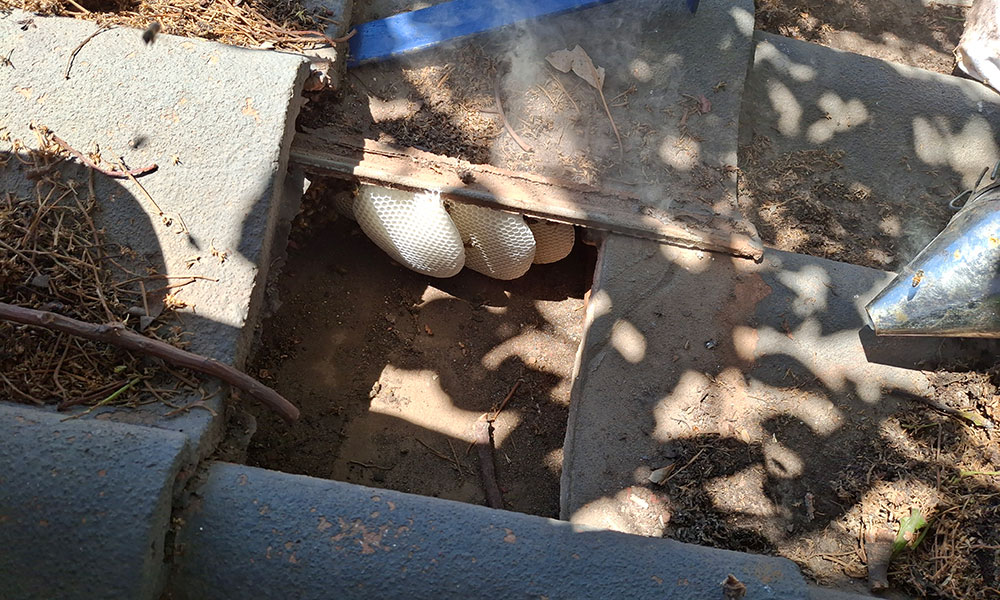 Bee removal from underneath roof tiles