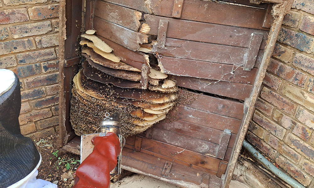 Bee nest removal from a sand box