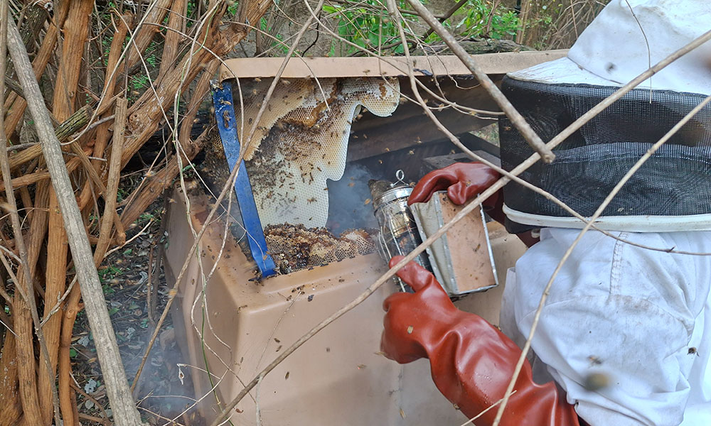 Beekeeper removing bees and honeycomb from a pool pump box in Morningside, Sandton
