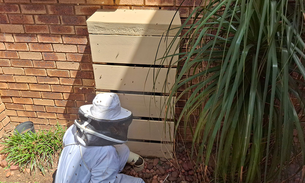 Beekeeper removing bees from underneath a bath at a property in Douglasdale, Sandton