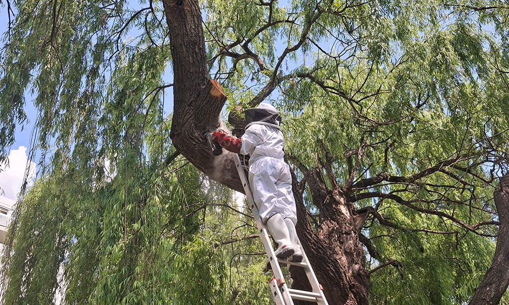 Bee swarm removal from a tree