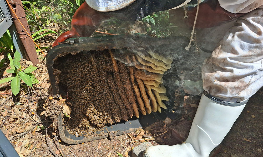 Bee nest removal from a water meter box