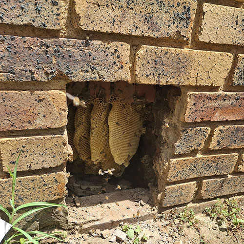 Bee Removal Air Brick