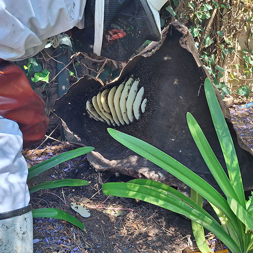 Bee Removal Artificial Rock