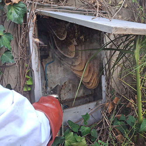 Bee Removal Electrical Box