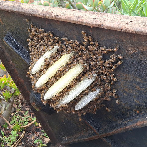 Bee Removal Man Hole
