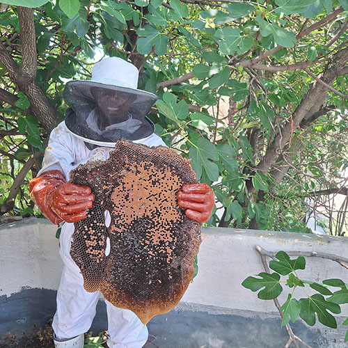Bee Removal Pillar