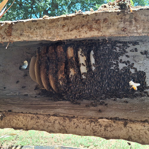 Bee Removal Pot Plant