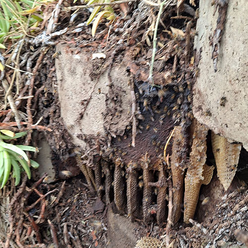 Bee Removal Retaining Wall