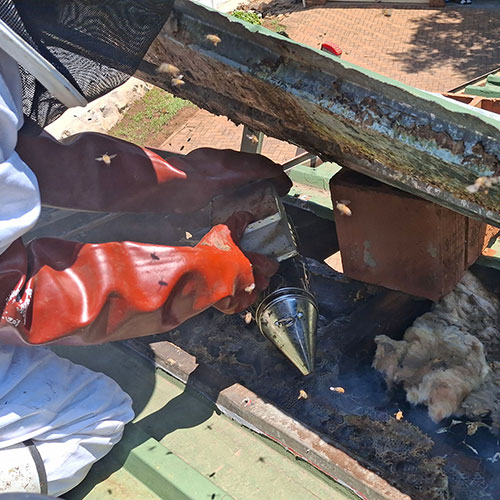 Bee Removal Roof