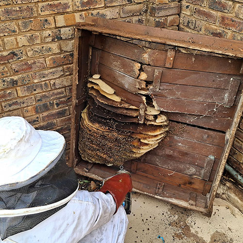 Bee Removal Sand Pit