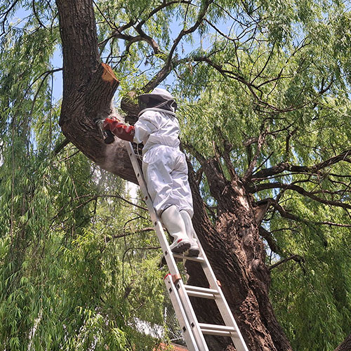 Bee Removal Tree