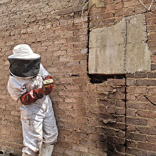 Bee Removal Wall