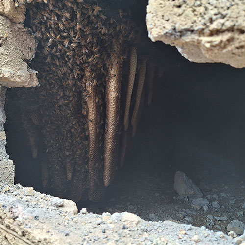 Bee Removal Wall